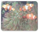 421881 Manhattan Design Laser Mouse Pad- 24 Pad per Box